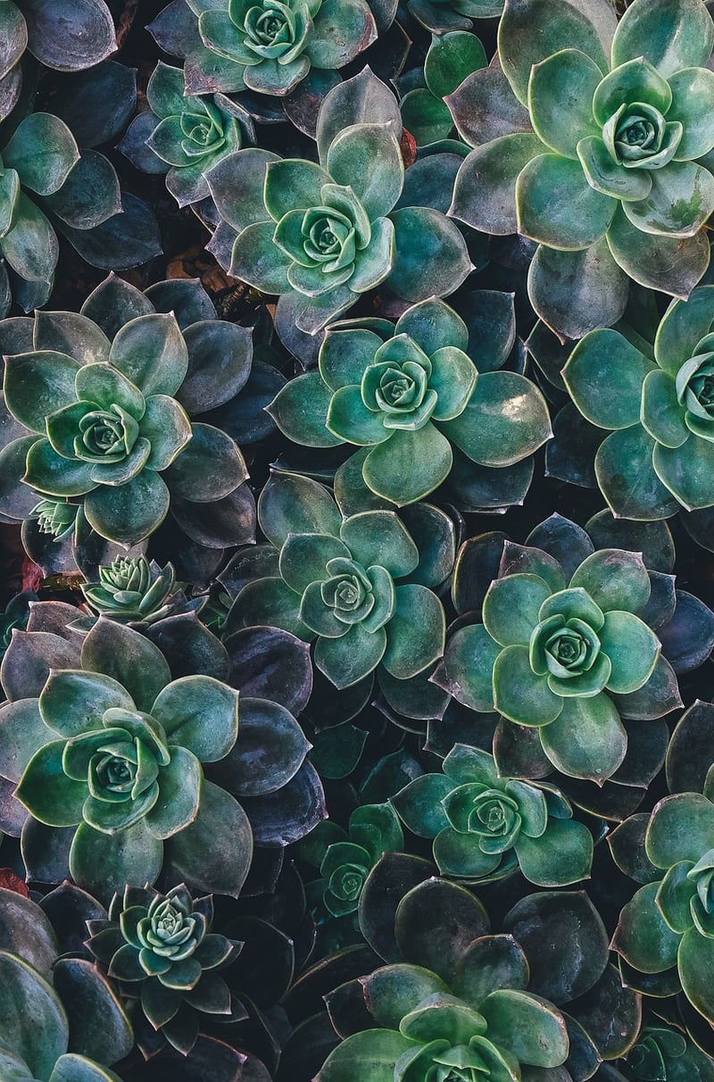 Succulent Frame Garden