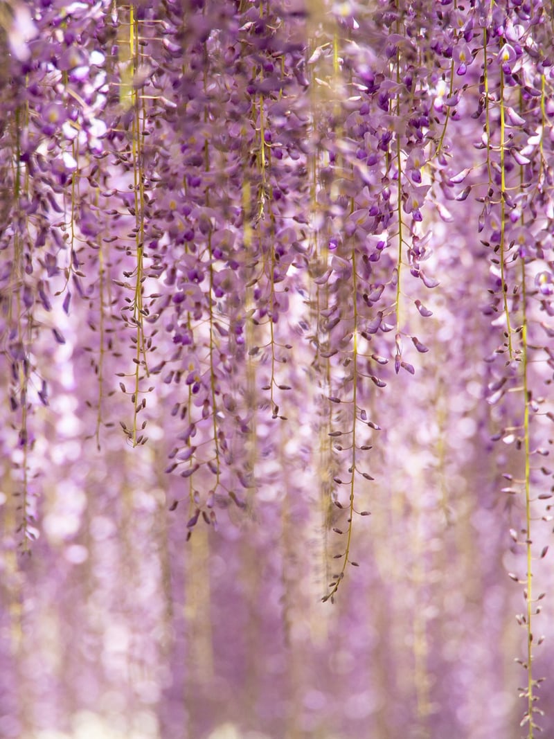 Living Wall Art